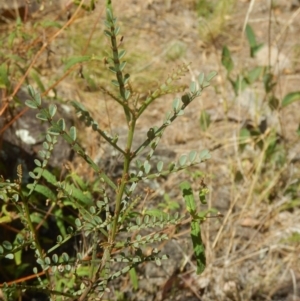 Indigofera adesmiifolia at Stromlo, ACT - 31 Dec 2015