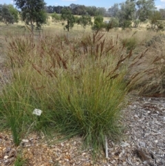 Sorghum leiocladum (Wild Sorghum) at Molonglo Valley, ACT - 17 Dec 2015 by galah681