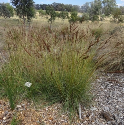 Sorghum leiocladum (Wild Sorghum) at Molonglo Valley, ACT - 16 Dec 2015 by galah681