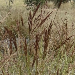 Sorghum leiocladum at Molonglo Valley, ACT - 17 Dec 2015 09:54 AM