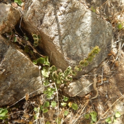 Cheilanthes distans (Bristly Cloak Fern) at Stromlo, ACT - 31 Dec 2015 by MichaelMulvaney