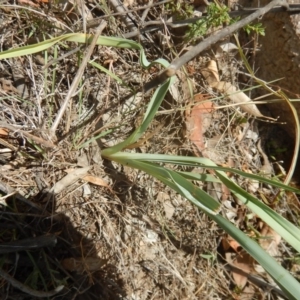 Dianella sp. aff. longifolia (Benambra) at Stromlo, ACT - 31 Dec 2015 12:40 PM