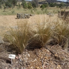 Poa labillardierei (Common Tussock Grass, River Tussock Grass) at Molonglo Valley, ACT - 17 Dec 2015 by galah681