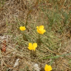 Eschscholzia californica (California Poppy) at Stromlo, ACT - 31 Dec 2015 by MichaelMulvaney