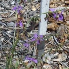 Arthropodium fimbriatum (Nodding Chocolate Lily) at Molonglo Valley, ACT - 16 Dec 2015 by galah681