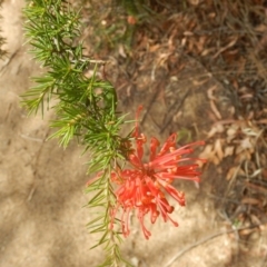 Grevillea juniperina (Grevillea) at Stony Creek - 31 Dec 2015 by MichaelMulvaney