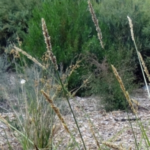 Carex appressa at Molonglo Valley, ACT - 17 Dec 2015 10:01 AM