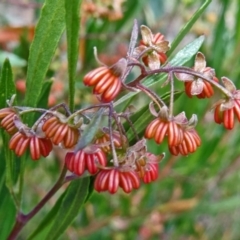 Dodonaea viscosa subsp. angustissima (Hop Bush) at Molonglo Valley, ACT - 17 Dec 2015 by galah681
