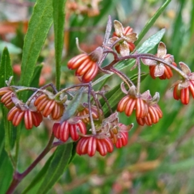 Dodonaea viscosa subsp. angustissima (Hop Bush) at Molonglo Valley, ACT - 17 Dec 2015 by galah681