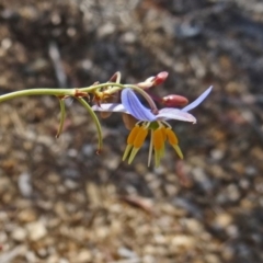 Dianella sp. aff. longifolia (Benambra) (Pale Flax Lily, Blue Flax Lily) at Sth Tablelands Ecosystem Park - 16 Dec 2015 by galah681