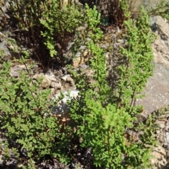 Cheilanthes sieberi (Rock Fern) at Molonglo Valley, ACT - 16 Dec 2015 by galah681