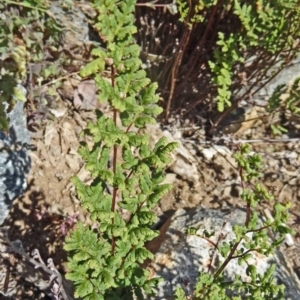 Cheilanthes sieberi at Molonglo Valley, ACT - 17 Dec 2015