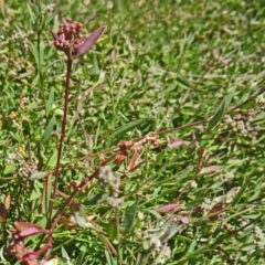 Einadia nutans (Climbing Saltbush) at Molonglo Valley, ACT - 17 Dec 2015 by galah681