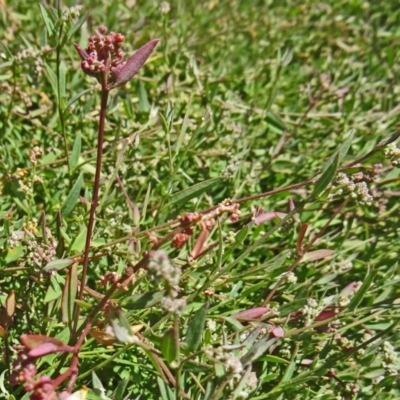 Einadia nutans (Climbing Saltbush) at Molonglo Valley, ACT - 17 Dec 2015 by galah681