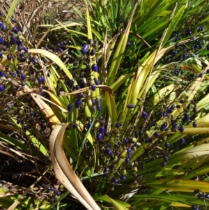 Dianella tasmanica at Molonglo Valley, ACT - 17 Dec 2015