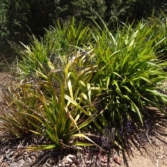 Dianella tasmanica at Molonglo Valley, ACT - 17 Dec 2015 10:12 AM