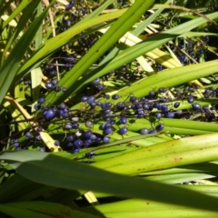 Dianella tasmanica at Molonglo Valley, ACT - 17 Dec 2015