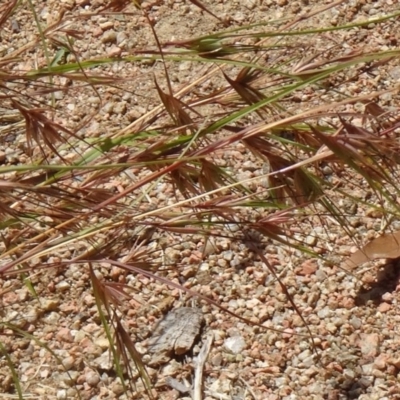 Themeda triandra (Kangaroo Grass) at Molonglo Valley, ACT - 16 Dec 2015 by galah681