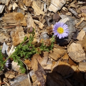 Calotis glandulosa at Molonglo Valley, ACT - 17 Dec 2015