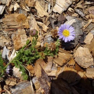 Calotis glandulosa (Mauve Burr-daisy) at Molonglo Valley, ACT - 16 Dec 2015 by galah681