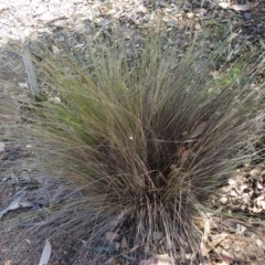 Poa sieberiana var. sieberiana (Snowgrass) at Molonglo Valley, ACT - 16 Dec 2015 by galah681