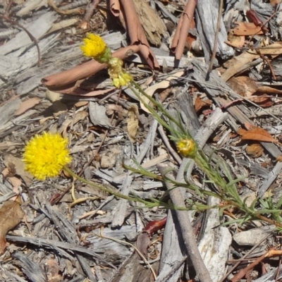 Rutidosis leptorhynchoides (Button Wrinklewort) at Molonglo Valley, ACT - 16 Dec 2015 by galah681