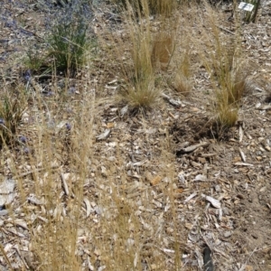 Austrostipa scabra at Molonglo Valley, ACT - 17 Dec 2015