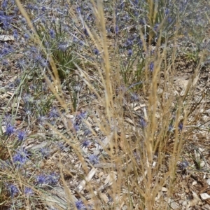 Austrostipa scabra at Molonglo Valley, ACT - 17 Dec 2015