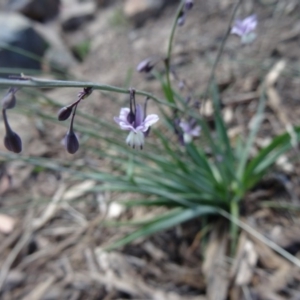 Arthropodium milleflorum at Molonglo Valley, ACT - 17 Dec 2015