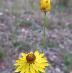 Xerochrysum viscosum (Sticky Everlasting) at Percival Hill - 28 Nov 2015 by gavinlongmuir