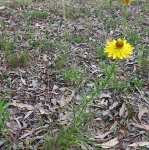 Xerochrysum viscosum at Nicholls, ACT - 28 Nov 2015