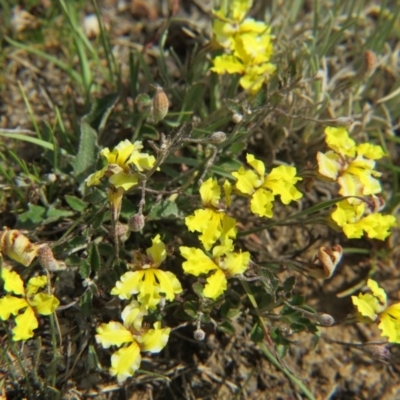 Goodenia hederacea subsp. hederacea (Ivy Goodenia, Forest Goodenia) at Percival Hill - 28 Nov 2015 by gavinlongmuir