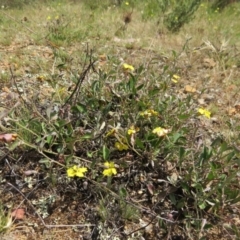 Goodenia hederacea subsp. hederacea at Nicholls, ACT - 28 Nov 2015