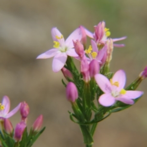 Centaurium erythraea at Nicholls, ACT - 28 Nov 2015 01:53 PM