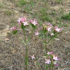 Centaurium erythraea at Nicholls, ACT - 28 Nov 2015