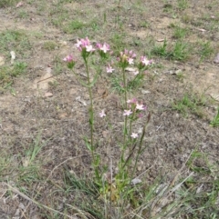 Centaurium erythraea at Nicholls, ACT - 28 Nov 2015 01:53 PM