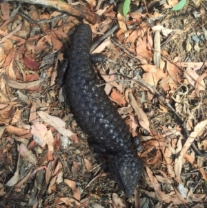 Tiliqua rugosa at Canberra Central, ACT - 1 Jan 2016