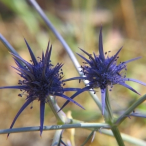 Eryngium ovinum at Nicholls, ACT - 12 Dec 2015 02:51 PM