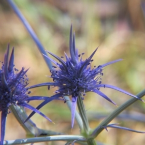 Eryngium ovinum at Nicholls, ACT - 12 Dec 2015 02:51 PM