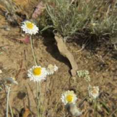 Leucochrysum albicans subsp. tricolor (Hoary Sunray) at Nicholls, ACT - 28 Nov 2015 by gavinlongmuir