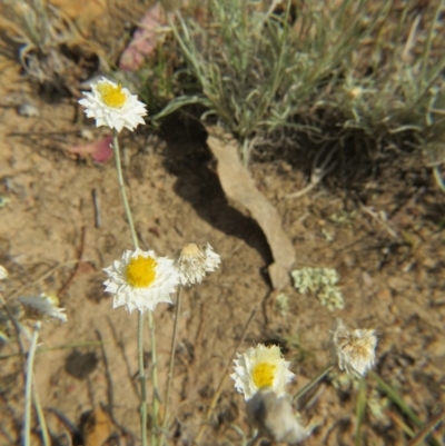 Leucochrysum albicans subsp. tricolor (Hoary Sunray) at Nicholls, ACT - 28 Nov 2015 by gavinlongmuir