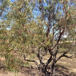 Eucalyptus melliodora at Percival Hill - 30 Dec 2015 11:38 AM