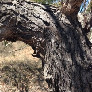 Eucalyptus melliodora at Percival Hill - 30 Dec 2015 11:38 AM