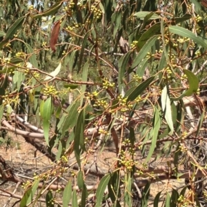 Eucalyptus melliodora at Percival Hill - 30 Dec 2015 11:38 AM