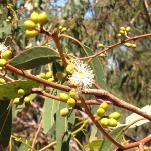 Eucalyptus melliodora at Percival Hill - 30 Dec 2015 11:38 AM