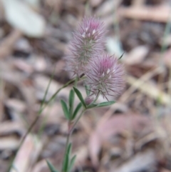 Trifolium arvense var. arvense at Nicholls, ACT - 28 Nov 2015 02:24 PM