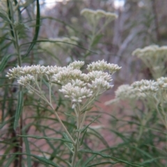 Cassinia longifolia (Shiny Cassinia, Cauliflower Bush) at Percival Hill - 28 Nov 2015 by gavinlongmuir