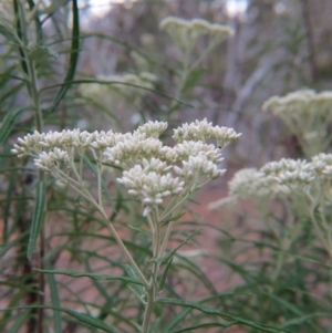 Cassinia longifolia at Nicholls, ACT - 28 Nov 2015