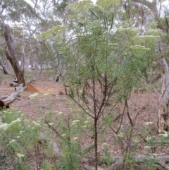 Cassinia longifolia at Nicholls, ACT - 28 Nov 2015