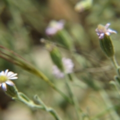 Vittadinia cuneata var. cuneata (Fuzzy New Holland Daisy) at Percival Hill - 28 Nov 2015 by gavinlongmuir